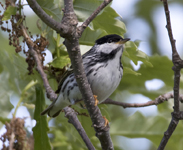 Blackpoll Warbler 6362